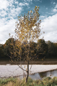 Tree by lake against sky