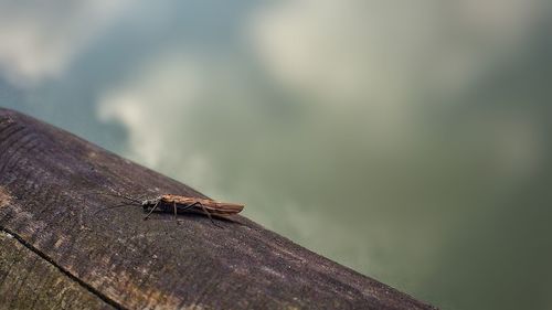 Close-up of insect on wood