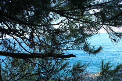 Reflection of trees in water