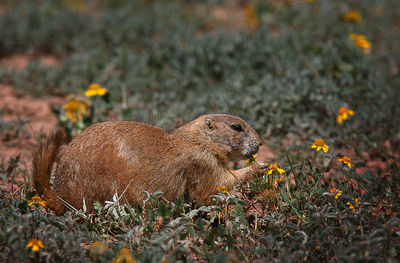 Side view of an animal on field
