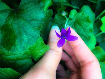 Close-up of hand holding purple flowering plant