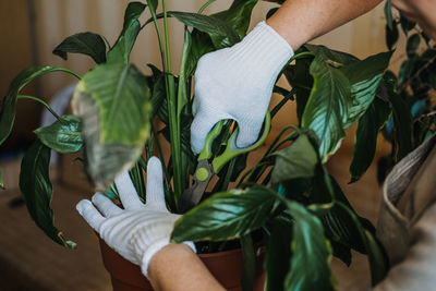 Houseplants diseases. indoor plants diseases disorders identification and treatment, houseplants