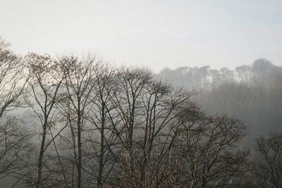 Bare trees against sky