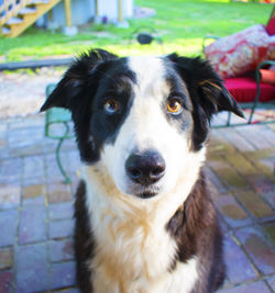 Close-up portrait of dog