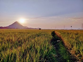 Scenic view of field against sky during sunset