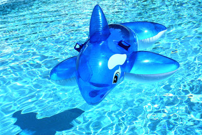 Fish swimming in sea