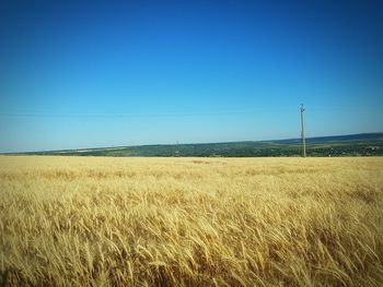 Scenic view of field against clear blue sky