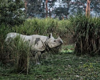 The rhino land