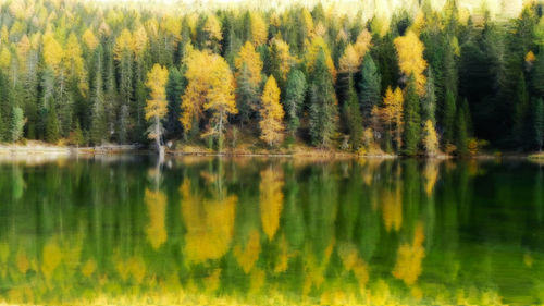 Scenic view of lake in forest