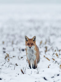 Portrait of fox standing on snow