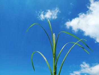 Close-up of plant against blue sky