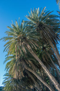 Low angle view of palm tree against blue sky