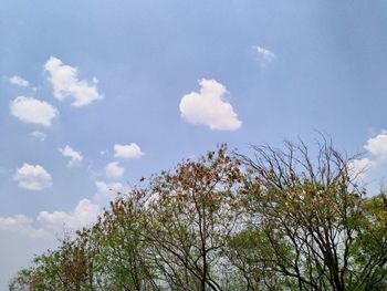 Low angle view of flowering plant against sky