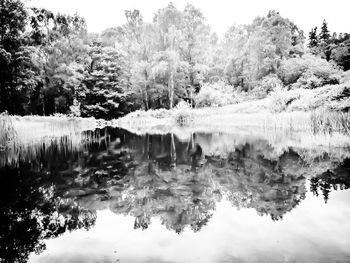 Reflection of trees in water