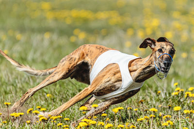 Greyhound dog in white shirt running and chasing lure in the field in summer