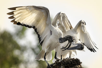 Wood ibis bird fights over the head of a palm tree