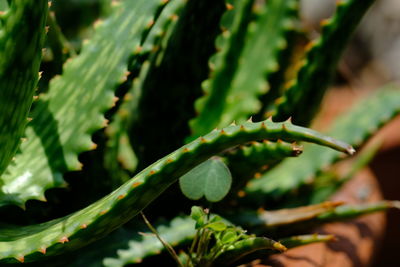 Close-up of succulent plant leaves