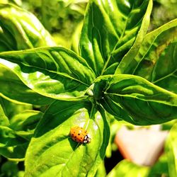 Close-up of ladybug on leaf