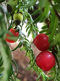 Close-up of cherries on tree