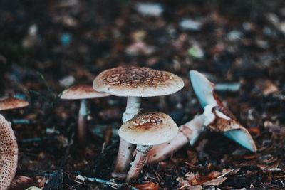 Close-up of mushroom growing on field