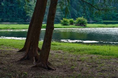 Scenic view of lake in forest