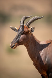 Close-up of male topi standing in savannah