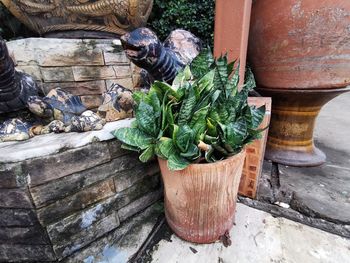 High angle view of potted plant