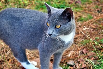 Close-up portrait of black cat on field