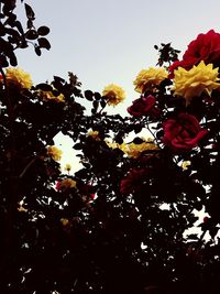 Low angle view of flowering tree