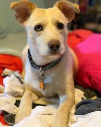 Portrait of dog sitting on bed at home