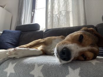 Dog relaxing on sofa at home