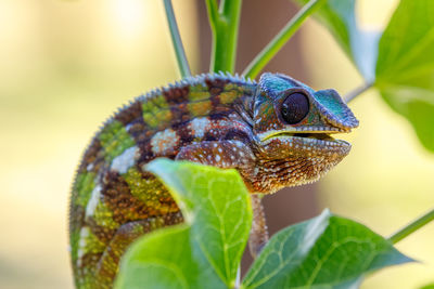 Close-up of a lizard