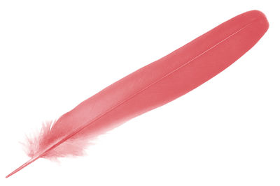 Close-up of feather against white background