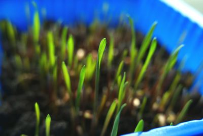 Close-up of fresh green grass