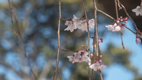 Close-up of plant