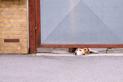 Dog lying on ground