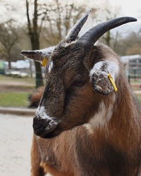 Close-up of a horse on field