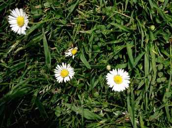 Close-up of white daisy flowers on field