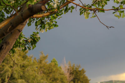 Low angle view of plant against sky