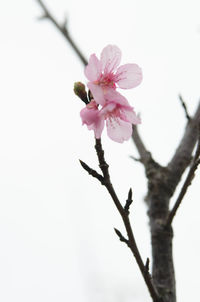 Low angle view of pink flowers on branch