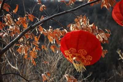 Close-up of red berries growing on plant during autumn