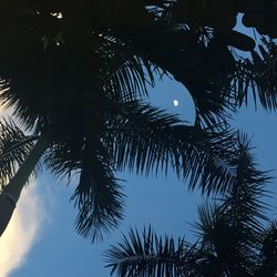 Low angle view of silhouette palm tree against sky