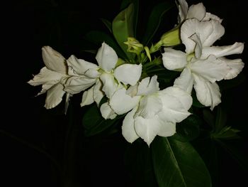 Close-up of white flower blooming against black background