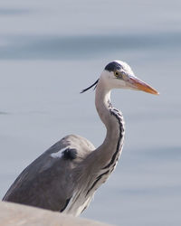 Close-up of a bird