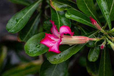 Close-up of pink flowering plant