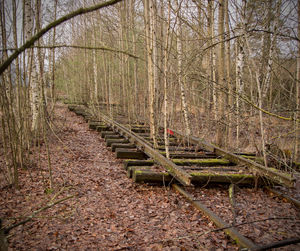 Footpath amidst trees in forest during autumn