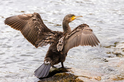 Cormorant drying its wings on a rock in a lake