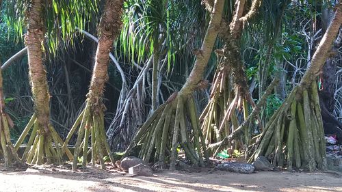 Panoramic view of trees