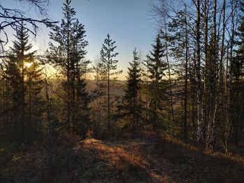 Trees in forest against sky