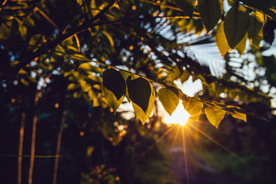 Low angle view of leaves against sky during sunset